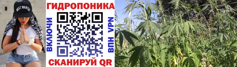 МАРИХУАНА сатива Дзержинский